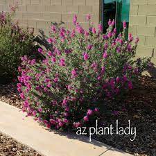 By now you already know that if you're still in two minds about flowering bushes and are thinking about choosing a similar product, aliexpress is a great place to compare prices and sellers. Shrubs Archives Desert Gardening 101