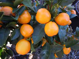 Marumi Kumquat One Year Old Tree Kumquat Tree Citrus Trees Indoor Garden