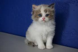 Our ragdoll cat breeders give top care and love to every ragdoll kitten. Pin On Ragdollkitten Us