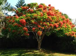 Speaking of interesting flavors, manzano is said to have a flavor similar to apples. Trees Miami Homestead