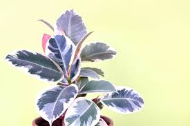 We did not find results for: Variegated Rubber Plant Care Flourishing Ficus Tips Potted Pixie