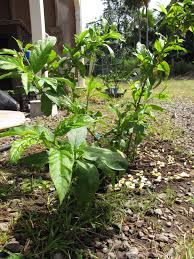 We did not find results for: Night Blooming Jasmine Project Welcome To My Garden