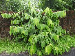 Image result for Grewia arborea