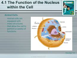 We did not find results for: 4 1 The Function Of The Nucleus Within The Cell Ppt Video Online Download