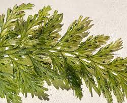 Image result for Vandenboschia gigantea