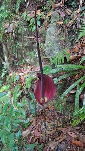 Image result for Amorphophallus abyssinicus