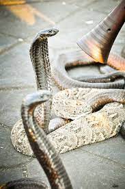 Salam Marrakech Snake Reptiles Pet Marrakech