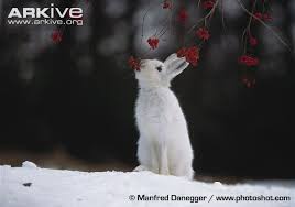 The arctic hare has long claws, especially on its hind legs. Mountain Hare In Winter Coat Eating Berries Arctic Hare Hare Paws And Claws