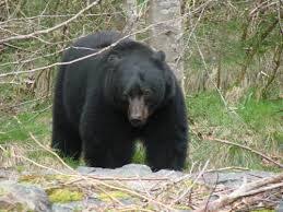 Black Bear Shot Placement Archery Field Judging Black Bear Black Bear Hunting Bear Hunting Black Bear