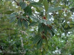 Image result for Combretum collinum