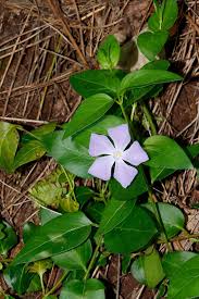 Image result for Dewevrella