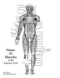 Muscle diagram german text male body. Muscles Of The Anterior Body Labeling Hs Adult