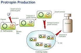 Growth hormone (somatotropin) growth hormone is a protein hormone of about 190 amino acids that is synthesized and secreted by cells called somatotrophs in the anterior pituitary. Biotechnology Health And Medicine