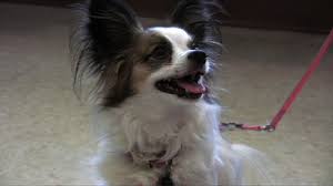 Service area:collinsville, belleville, caseyville, o'fallon, fairview heights, maryville. Hawthorne Animal Hospital In Collinsville Il With Reviews Yp Com