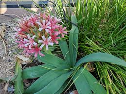 Image result for Ammocharis