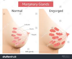Mammary Gland Non-lactating Engorged Breast Female Stock Vector (Royalty  Free) 1550207213 | Shutterstock