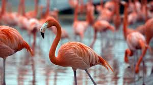 As you can see, you simply substitute the word group with one of the collective nouns on our list above when describing a group of flamingoes. A Weird Symbol Of American Optimism Bbc Travel