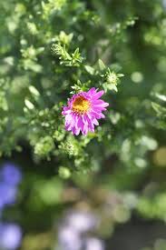 Image result for Asters `Jenny