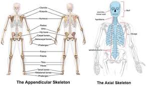 A long bone is a bone that has greater length than width. What S Inside Your Bones Lesson Teachengineering