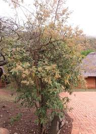 Image result for Brachylaena huillensis