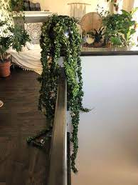 Hoya compacta 'regalis' is an attractive variegated succulent with fleshy, curled dark green foliage edged in creamy white. Pin On Jungle Love