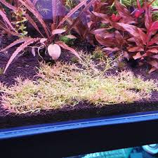 Image result for Rotala mexicana