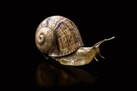 Realistic Snail Free 3d Model Free C4d Models 3d Model Realistic Snail