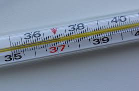 Vysokaya Temperatura U Sobaki Prichiny Kak Pomoch Deti Fauny