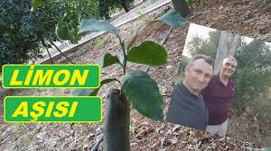 Limon T Goz Asisi Nasil Yapilir Youtube Organik Bahcecilik Bitki Bahce