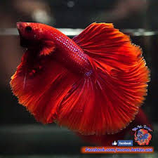 There are 614 red betta fish for sale on etsy, and they cost 12,31 $ on average. Live Betta Fish Male Solid Super Red Halfmoon Hm 1910 Betta Betta Fish Fish
