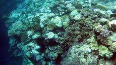 Friendly reminder that waterlogged slabs/stairs keep coral fans alive, wich look alot like chicken nests! 21 Coral Reefs Ideas In 2021 Coral Coral Reef Great Barrier Reef