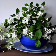Your cart is empty the main goal of a cart is to store cool items that you can buy at flowwow. The Amazing Positive Effect Of Jasmine Flowers