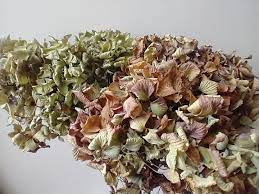 These flowering heads of a garden shrub have been cultured in many different. Dried Hydrangea Flower Heads Bouquet Natural Seconds Daisyshop