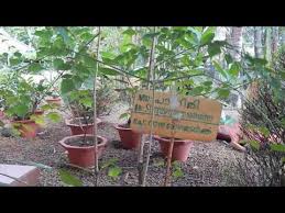 Image result for Stereospermum harmsianum