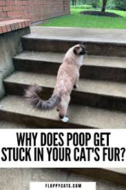 Cat Poop Diarrhea Stuck To Fur Prevent Cat Poop Stuck On Fur