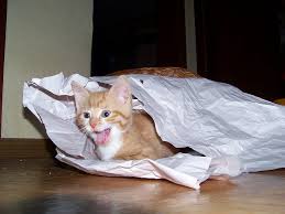 Check spelling or type a new query. Katzchen Kater Katze Kostenloses Foto Auf Pixabay