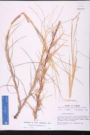 Image result for Paspalum vaginatum