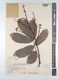 Image result for Leptoderris goetzei