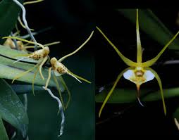 Image result for Nephrangis filiformis