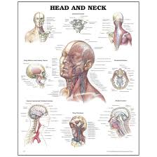 Anatomical chart sets for general practitioners and patient education. Peter Bachin Anatomical Organ Structures Chart Series Head And Neck Simulation Training Resources Simulation Learning Healthcare Nasco