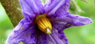 Maybe you would like to learn more about one of these? 5 Tips For Growing Excellent Eggplant