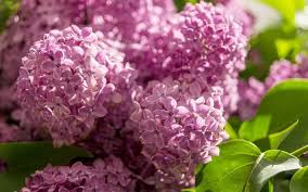 Find images of lilac color. Download Wallpapers Lilac Purple Flowers Busok Spring Spring Flowers For Desktop Free Pictures For Desktop Free