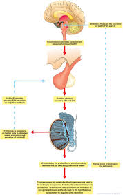 Image result for GnRH Stimulation Test