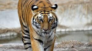 A tiger has been filmed on the prowl in a neighbourhood in the us city of houston. P3fvp6cbumq Gm