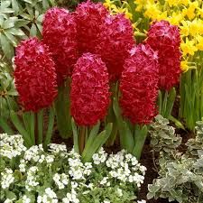 Image result for Hyacinth Red 2016 S