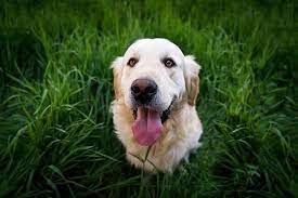 animal communication courses animal communicating golden retriever best dog breeds dog breeds