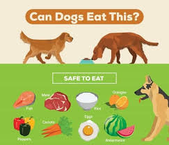 Can Dogs Eat This Infographic Can Dogs Eat Can Dogs Eat Eggs Dog Eating