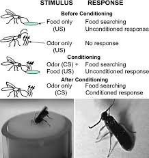 The cockroach pests that are most difficult to control are usually the smaller kinds, but if the larger ones establish inside. Programming And Integrating Behavior Springerlink