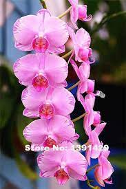 Hot Sale 100pcs 22 Colors Rare Cymbidium Orchid African Cymbidiums Seeds Orchid Flower Unusual Flowers Beautiful Flowers