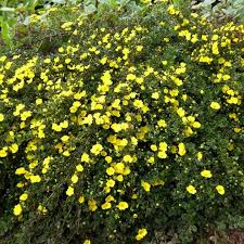 Image result for Anagallis pumila